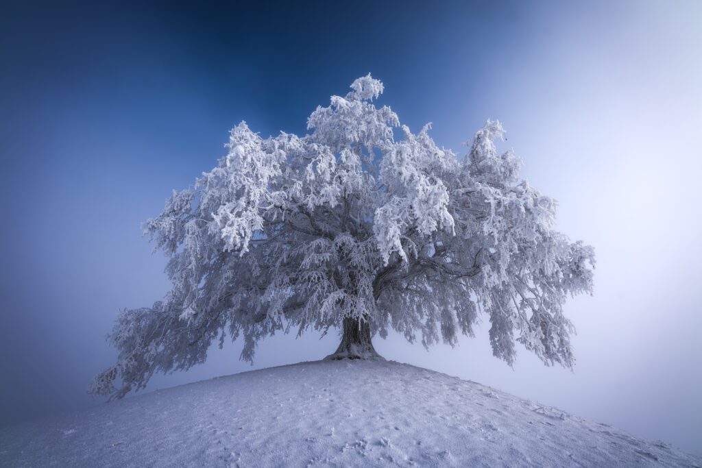 Photographie Tilleul recouvert de neige